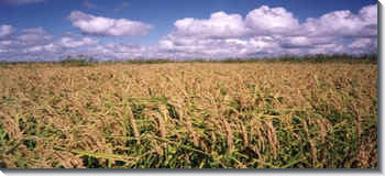 Wheat Field Pic